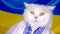 White fluffy cat in vyshyvanka on blue yellow ukrainian flag background. Colorful. Thoroughbred domestic kitty. Well