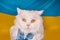 White fluffy cat in vyshyvanka on blue yellow ukrainian flag background. Colorful. Thoroughbred domestic kitty. Well