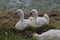 White fluffy chicks of a swan on the waterside of a ditch in Zevenhuizen