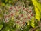 White fluffy clematis flammula seed heads