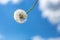 White fluffy dandelion on a blue sky background with white clouds. The concept of purity and lightness