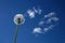 A white fluffy dandelion on blue sky. A round head of a summer plant. The concept of freedom, dreams of the future