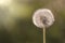 White fluffy dandelion close