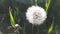 White fluffy dandelion flower grow in dark green grass, selective sun light