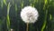 White fluffy dandelion flower grow in garden.