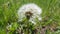 White fluffy dandelion flower grow in green grass
