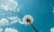 A white fluffy dandelion looking up into a beautiful turquoise sky with white clouds. Selective focus