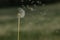 White fluffy dandelion natural green spring background.Fragile dandelion feathers close up.Spring colorful nature. Dandelion seeds