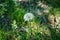White fluffy dandelion. Nature green blurred spring background. Selective focus