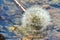 White fluffy dandelion in river water on a rocky bottom, natural background