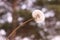 White fluffy dandelion with seeds on a blurred green background. Close-up. Fragility concept