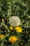 White fluffy dandelion on a spring meadow with sunlight. Natural green blurred spring background. Fragile dandelion feathers close