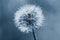 White fluffy dandelion in water droplets after rain in classic blue