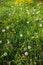 White fluffy dandelions and buttercups on a meadow in the country