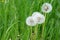 White fluffy dandelions among the grass on a green summer field, mature plants with seeds, concept seasonal, natural background