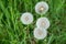 White fluffy dandelions among the grass on a green summer field, mature plants with seeds, concept seasonal, natural background