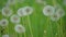 White fluffy dandelions, natural field dandelions slow motion video green blurred spring background, selective focus