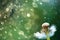 White fluffy dandelions, natural green blurred spring background