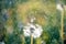 White fluffy dandelions, natural green blurred spring background