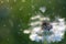 White fluffy dandelions, natural green blurred spring background