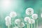 White fluffy dandelions, natural green blurred spring background, selective focus