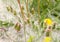 White fluffy dandelions, natural green blurred spring background, selective focus. The wind blows away seeds of dandelions