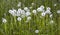 White fluffy dandelions, natural green spring background,
