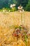 white fluffy dandilions growing out of dead grass