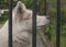 A white fluffy dog behind a black metal fence.