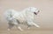 White fluffy dog of breed Samoyed dog running on beach.