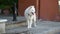 White fluffy dog on a leash in the city. A large dog is tied on a city street to the post office on a hot summer day