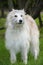 White fluffy dog metis on the background of green grass