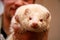 White fluffy domestic ferret in woman hands