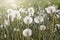 White fluffy faded dandelions in a field