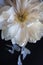 White fluffy fading peony, romantic decadence concept