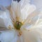 White fluffy fading peony, romantic decadence concept