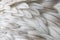 White fluffy feather closeup