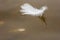 White fluffy feather floats on brownish water . Repeller effect of a greasy bird\\\'s feather in a wet environment .