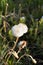 White fluffy flowers of mature dandelion close-up on a blurred background.