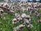 White fluffy fuzz meadow thistles