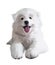 White fluffy Japanese Pomeranian puppy. Watercolor