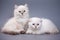 White fluffy kitten Scottish Fold