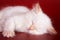 White fluffy kitten sleeps