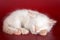 White fluffy kitten sleeps