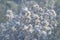 White fluffy milk thistle heads with morning hoarfrost or rime covered