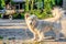 White fluffy mongrel dog at countryside watching at camera at sunset