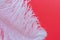 White fluffy ostrich feather close up on red background with copy space for text, bird feather texture