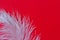 White fluffy ostrich feather close up on red background with copy space for text, bird feather texture