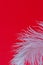 White fluffy ostrich feather close up on red background with copy space for text, bird feather texture