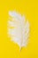 White fluffy ostrich feather close up on yellow background with copy space for text, bird feather texture
